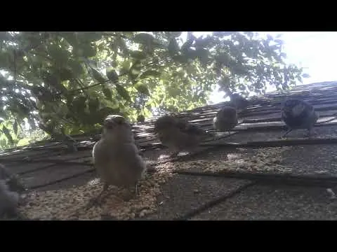 Realtime sample: HD 1280×720 at 12.4 fps recorded directly to SD card.